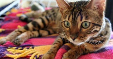 how-much-does-a-bengal-cat-cost