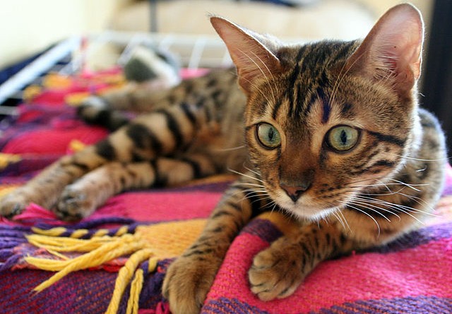 how-much-does-a-bengal-cat-cost