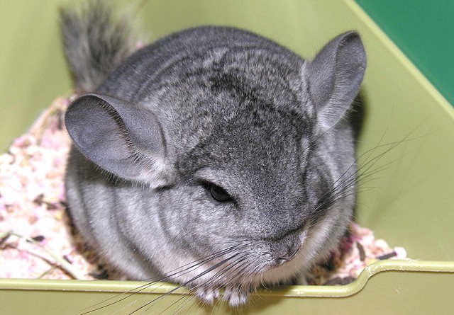 how-much-does-a-chinchilla-cost
