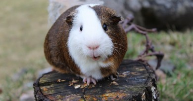 how-much-does-a-guinea-pig-cost