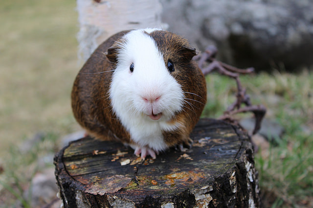how-much-does-a-guinea-pig-cost