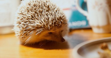 how-much-does-a-hedgehog-cost