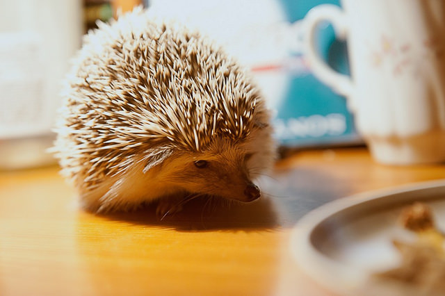 how-much-does-a-hedgehog-cost