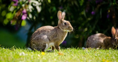 how-much-does-a-rabbit-cost