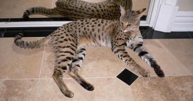 how-much-does-a-savannah-cat-cost