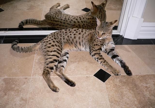 how-much-does-a-savannah-cat-cost