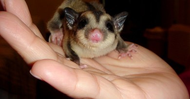 how-much-does-a-sugar-glider-cost