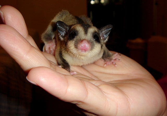 how-much-does-a-sugar-glider-cost
