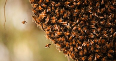 how-much-does-bee-removal-cost