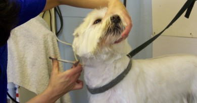 how-much-does-dog-grooming-cost