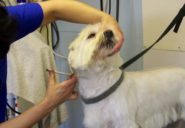 how-much-does-dog-grooming-cost