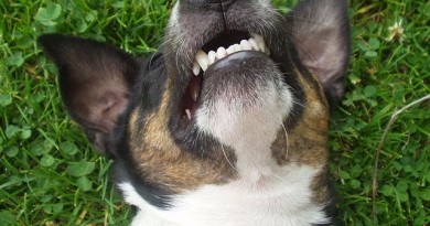 how-much-does-dog-teeth-cleaning-cost