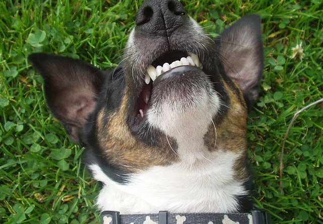 how-much-does-dog-teeth-cleaning-cost