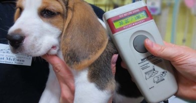 how-much-does-it-cost-to-microchip-a-dog