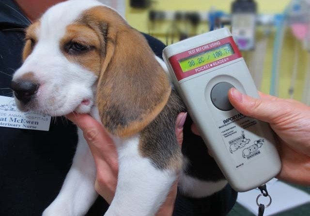 how-much-does-it-cost-to-microchip-a-dog