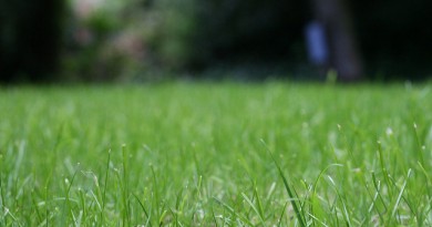 how-much-does-lawn-aeration-cost