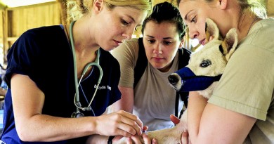 110430-F-HS649-174 FANAFO, Vanuatu (Apr. 30, 2011) Spc. Jennifer Thomas, (right) an animal care specialist, holds a dog while Dr. Lydia Tong from World Vets inserts an IV at the Nambouk village during the Vanuatu phase of Pacific Partnership 2011.  Pacific Partnership is a five-month humanitarian assistance initiative that will make port visits to Tonga, Vanuatu, Papua New Guinea, Timor-Leste and the Federated States of Micronesia.  Also pictured is Capt. Kellie Stewart, officer-in-charge of veterinary civil assistance program.  (U.S. Air Force photo by Tech. Sgt. Tony Tolley)